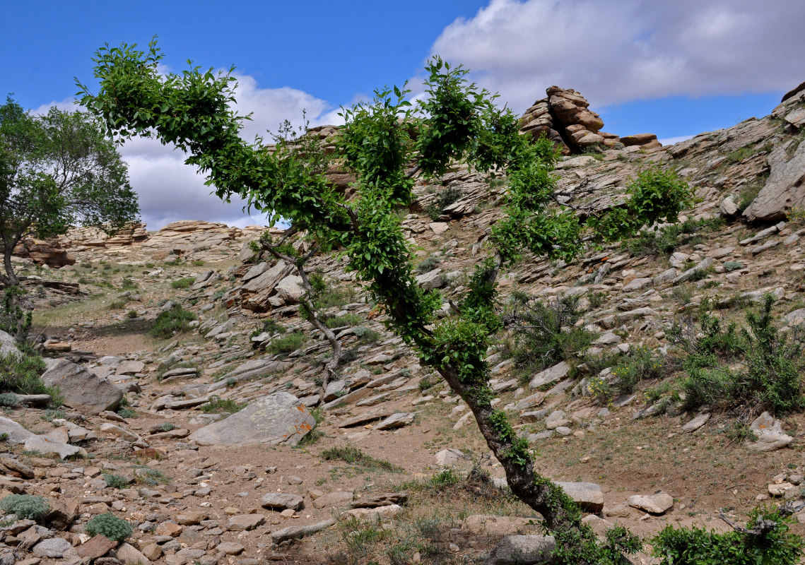 Image of Ulmus pumila specimen.