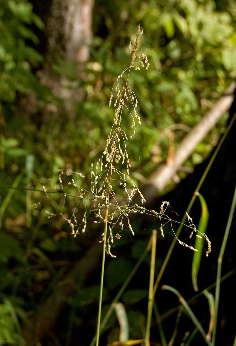 Image of Milium effusum specimen.