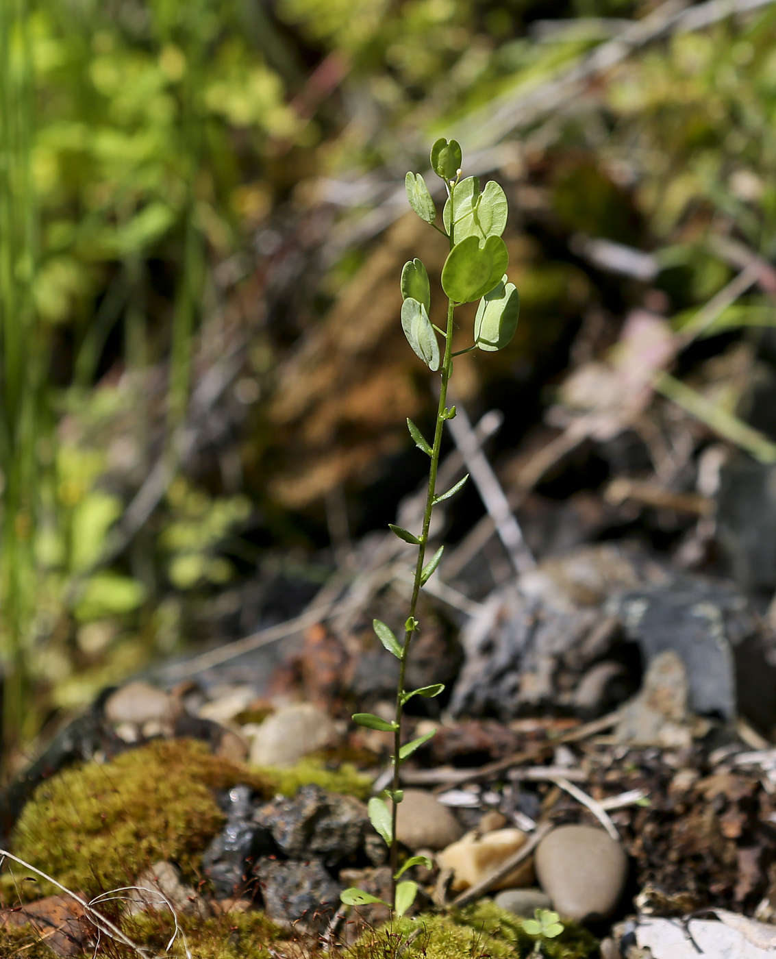 Image of Thlaspi arvense specimen.