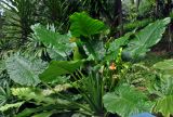 Alocasia macrorrhizos. Плодоносящее растение. Малайзия, Куала-Лумпур, в культуре. 13.05.2017.