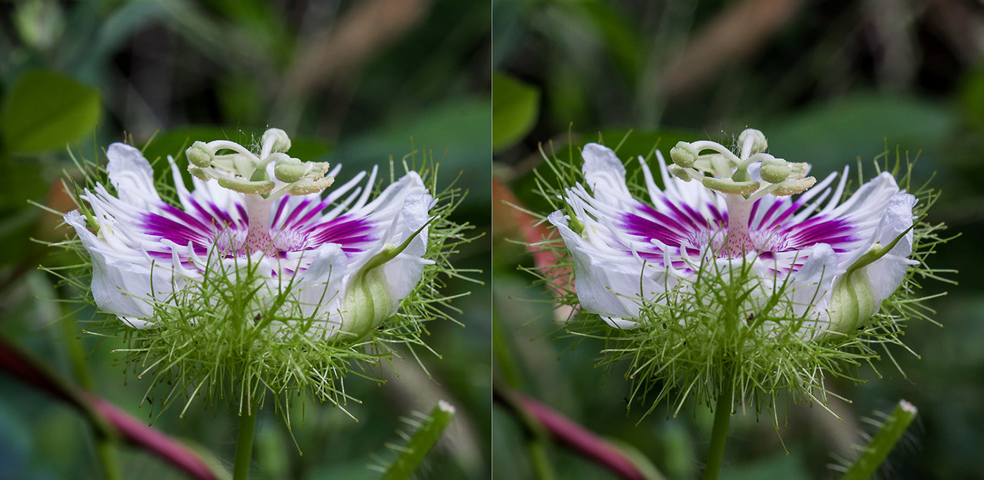 Изображение особи Passiflora foetida.