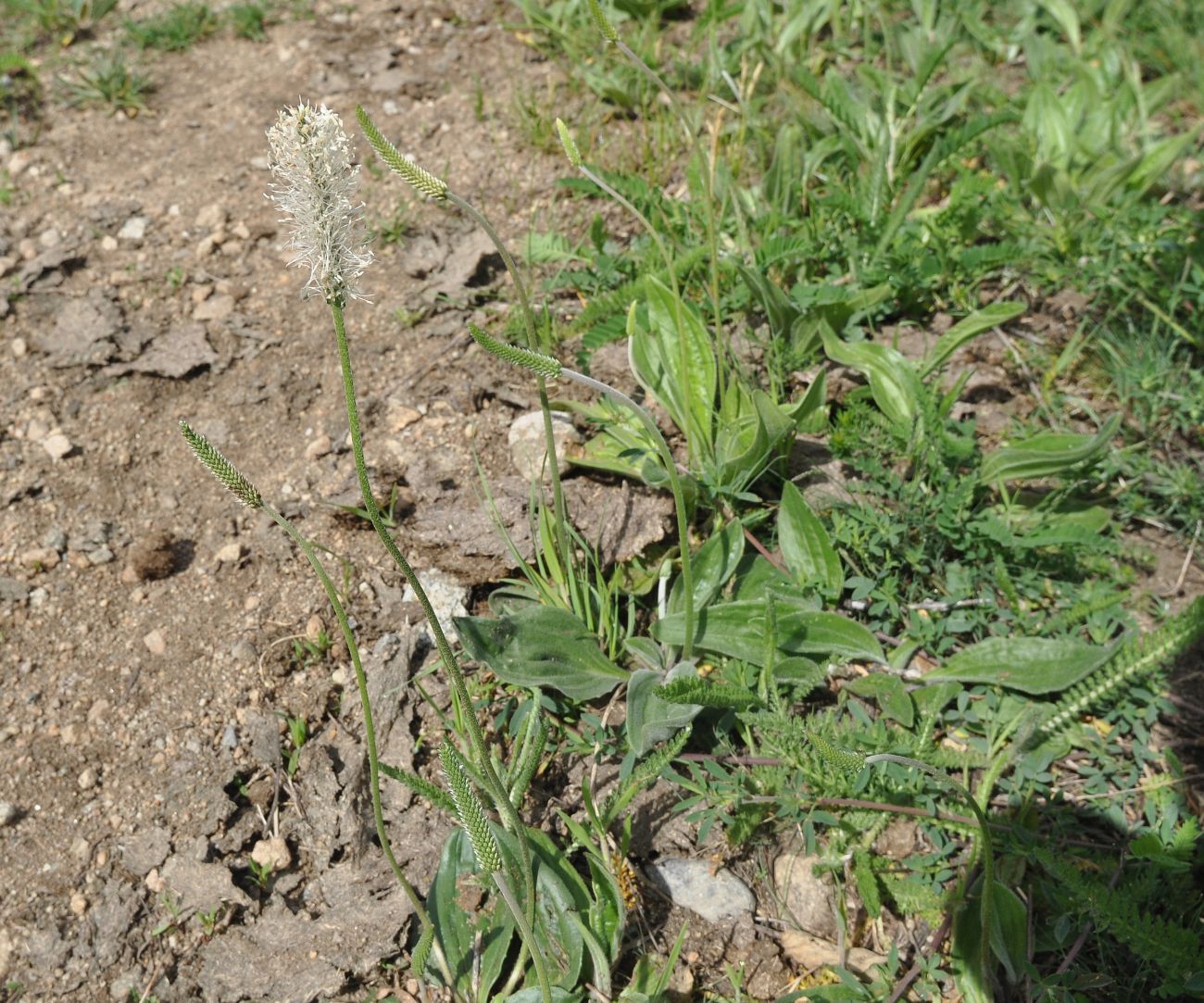 Image of Plantago urvillei specimen.