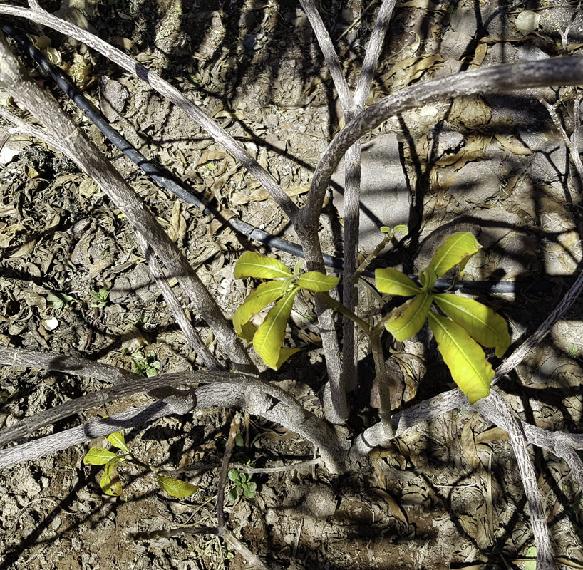 Изображение особи Strophanthus boivinii.