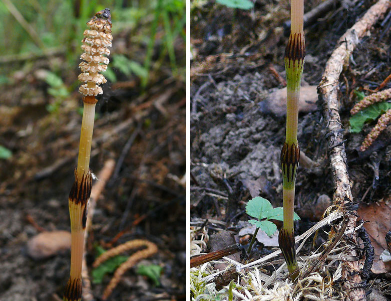 Изображение особи Equisetum pratense.