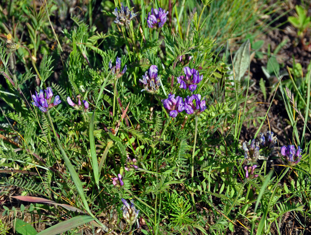 Image of Astragalus danicus specimen.