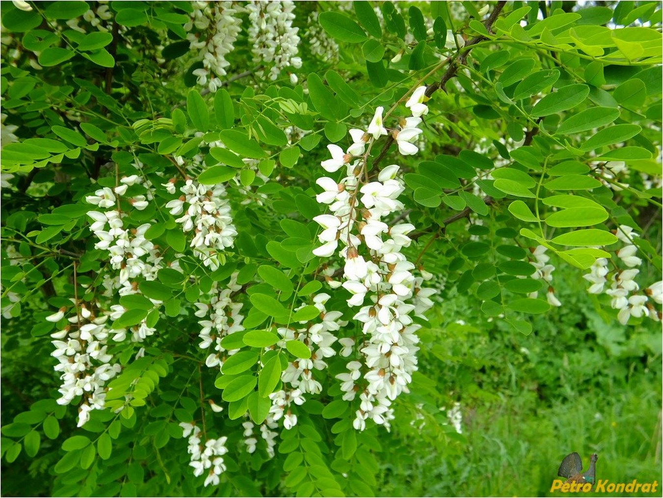 Изображение особи Robinia pseudoacacia.