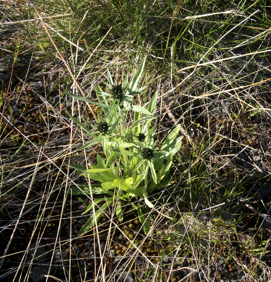 Image of Omalotheca norvegica specimen.