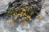 Saxifraga alberti. Отцветающее растение. Южный Казахстан, Сайрам-Угамский национальный парк, под Сайрамским пиком на высоте около 3700 м н.у.м., на каменистом склоне. 13 июля 2018 г.
