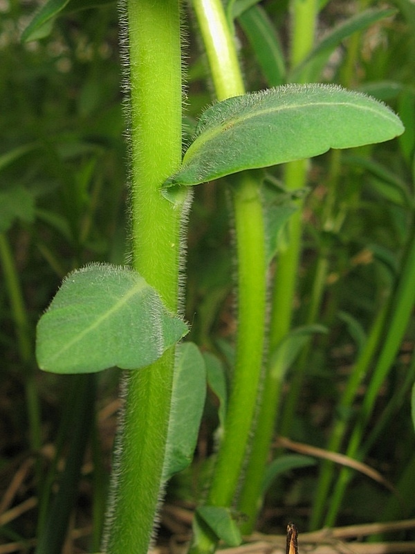 Image of Euphorbia pilosa specimen.