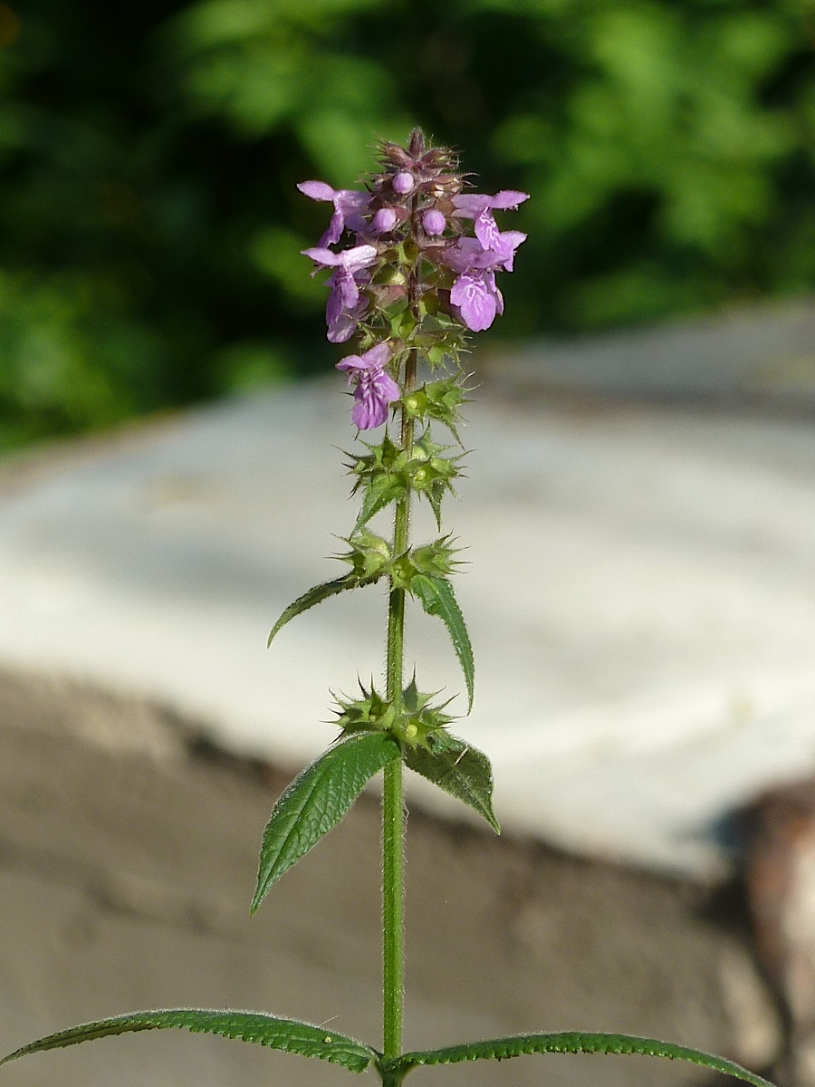 Image of Stachys palustris specimen.