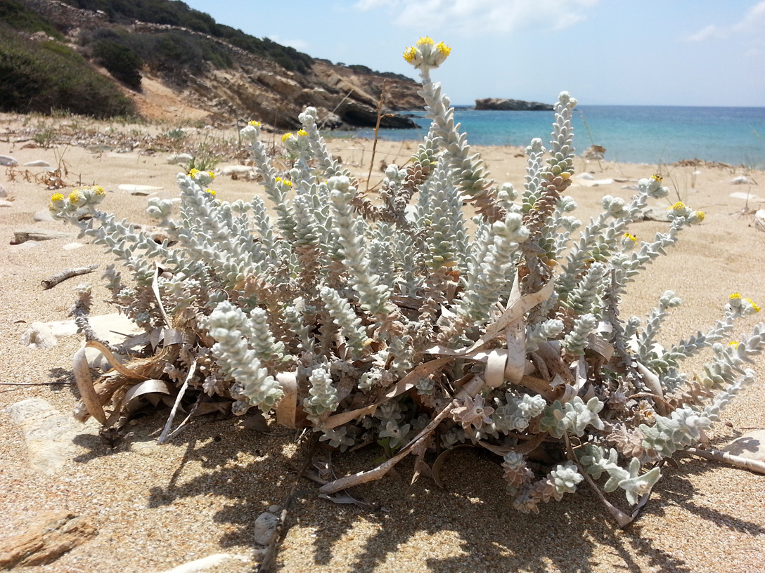 Растения греции фото и названия