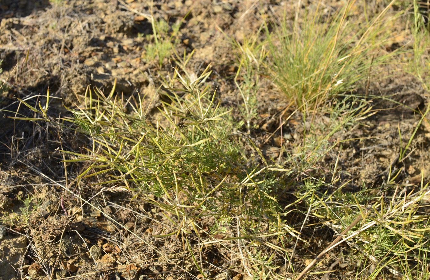 Изображение особи Astragalus temirensis.