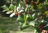 Ilex cornuta