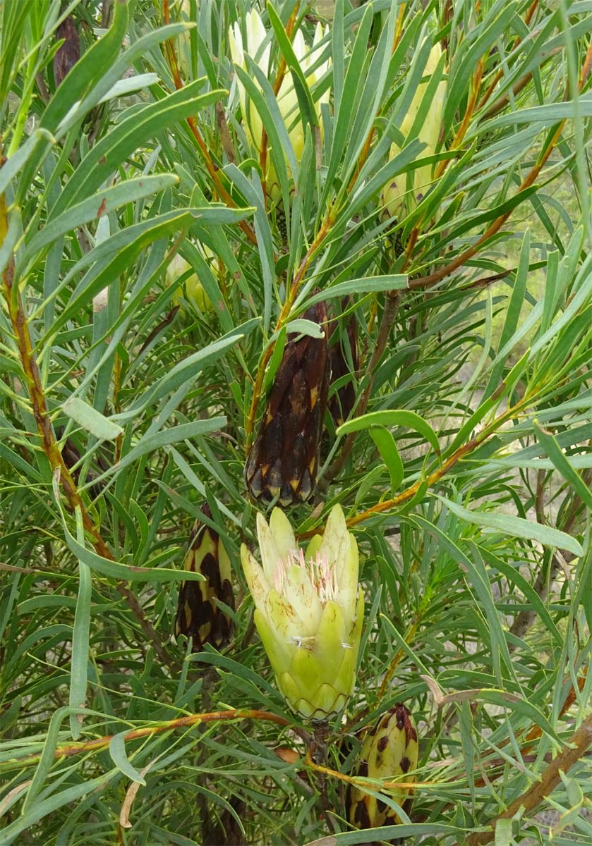 Image of Protea repens specimen.