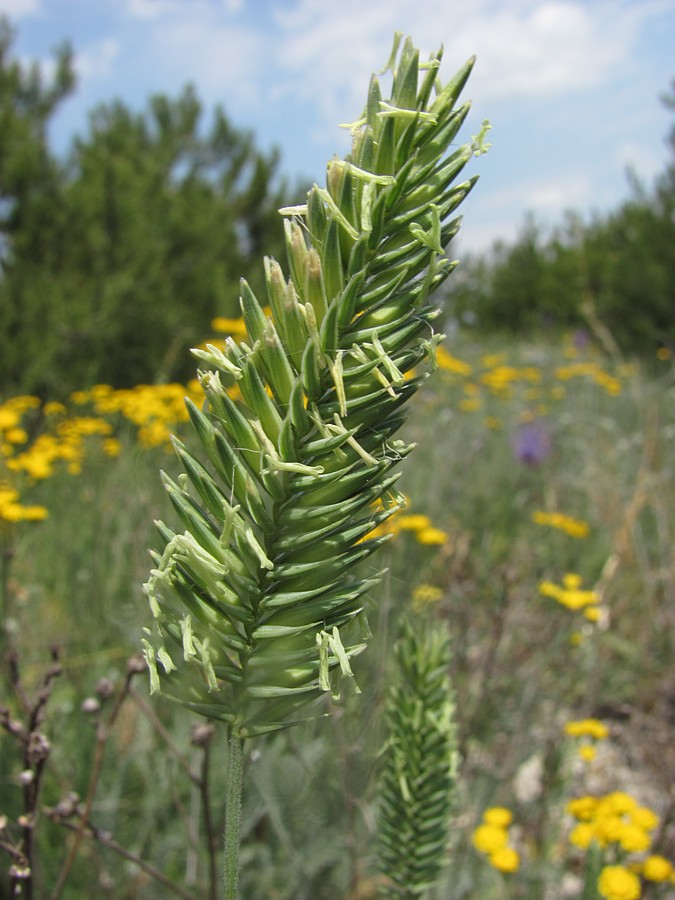 Изображение особи Agropyron pectinatum.