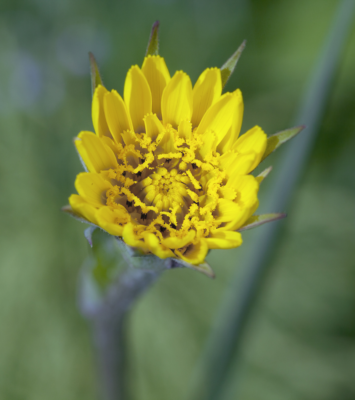 Image of Tragopogon pratensis specimen.