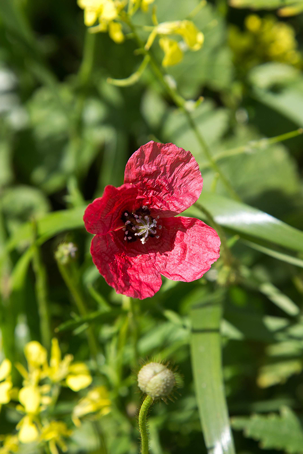 Image of Papaver hybridum specimen.