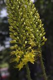 Eremurus stenophyllus. Нижние части соцветий в начале цветения. Костромская обл., Судиславский р-н, дер. Антипино, в культуре. 03.07.2019.