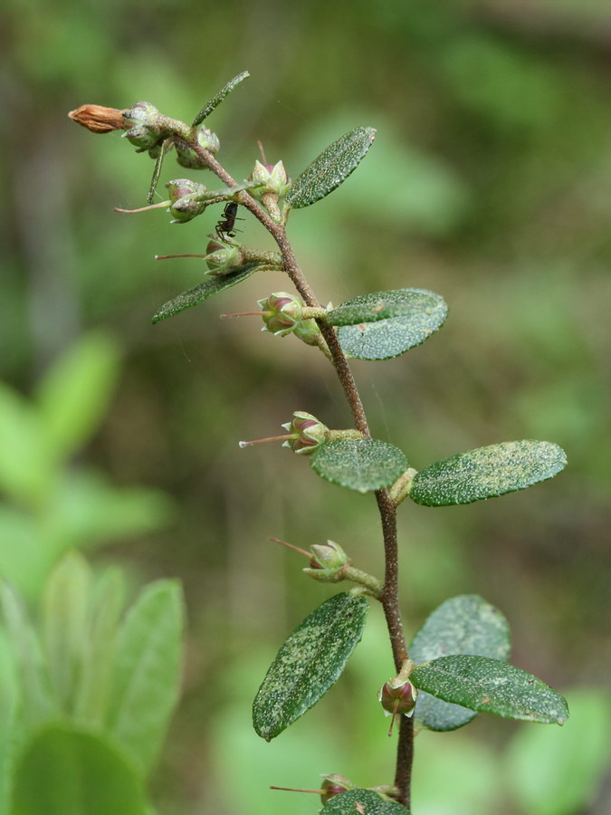 Image of Chamaedaphne calyculata specimen.