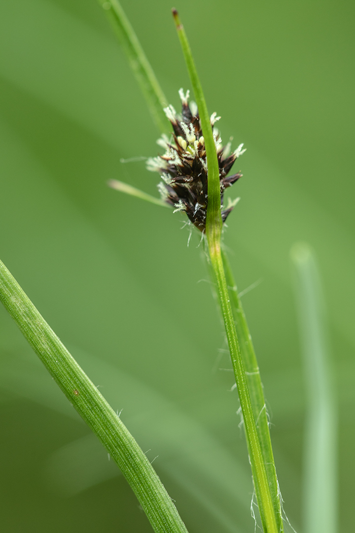 Image of Luzula stenophylla specimen.