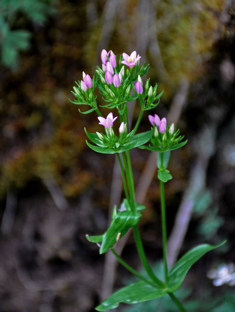 Изображение особи род Centaurium.