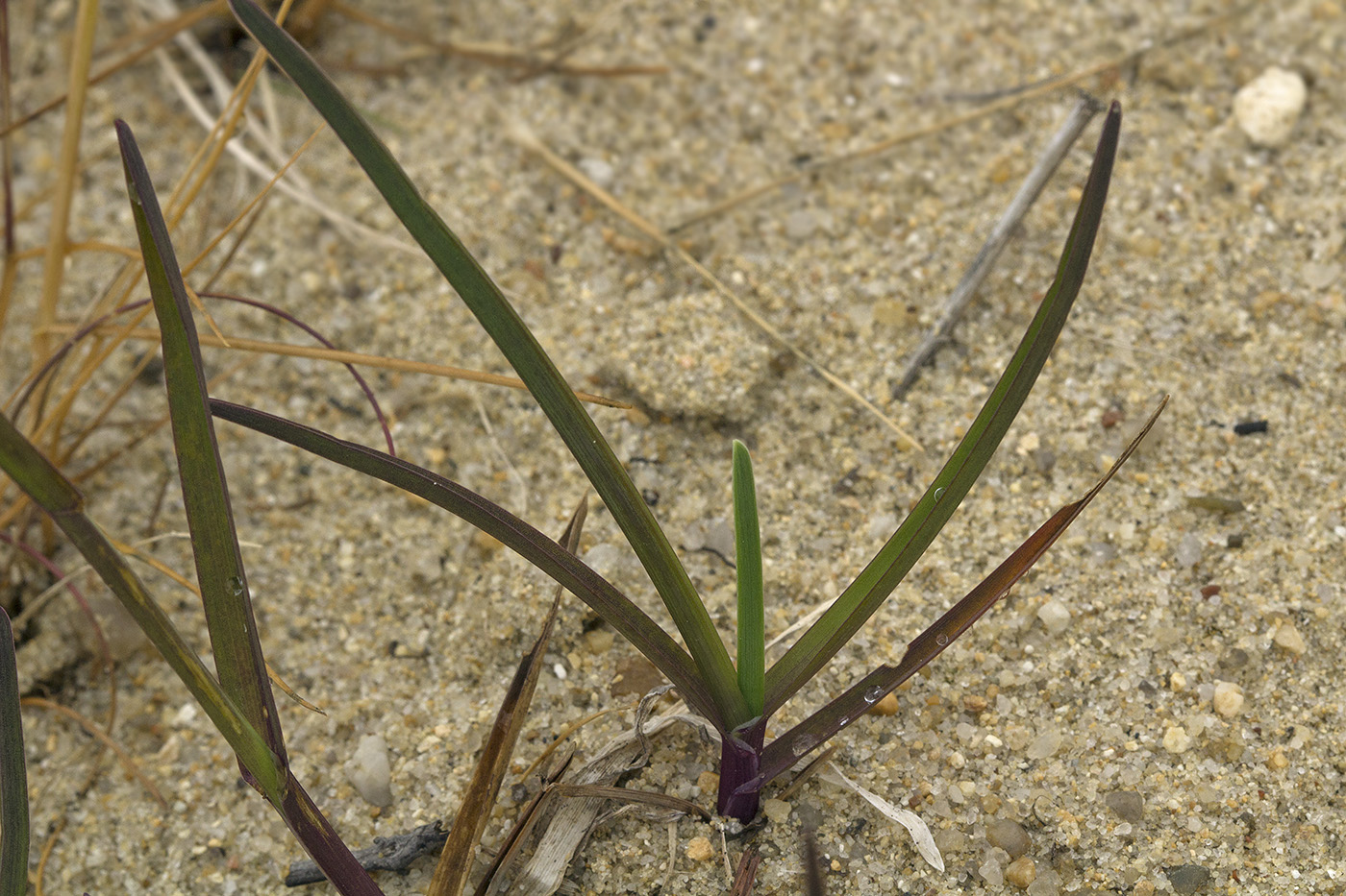 Image of Poa annua specimen.