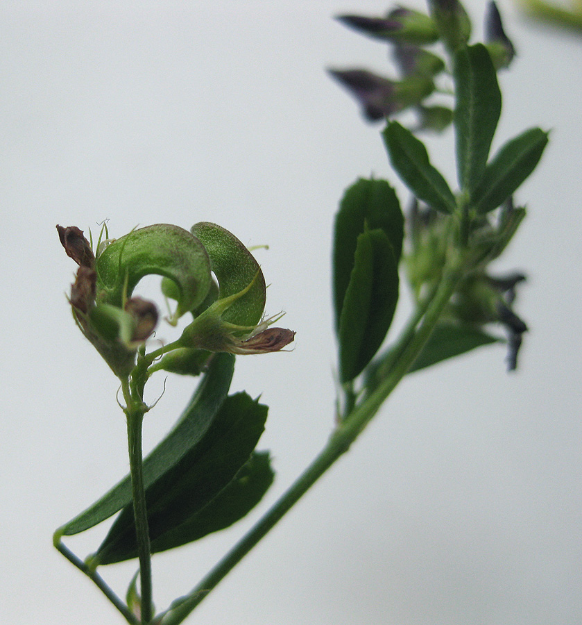 Image of Medicago &times; varia specimen.