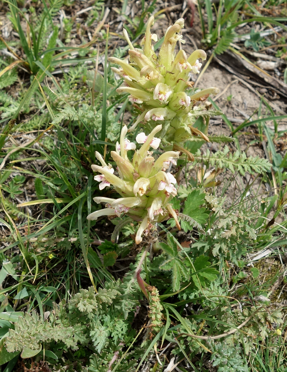 Image of Pedicularis pubiflora specimen.