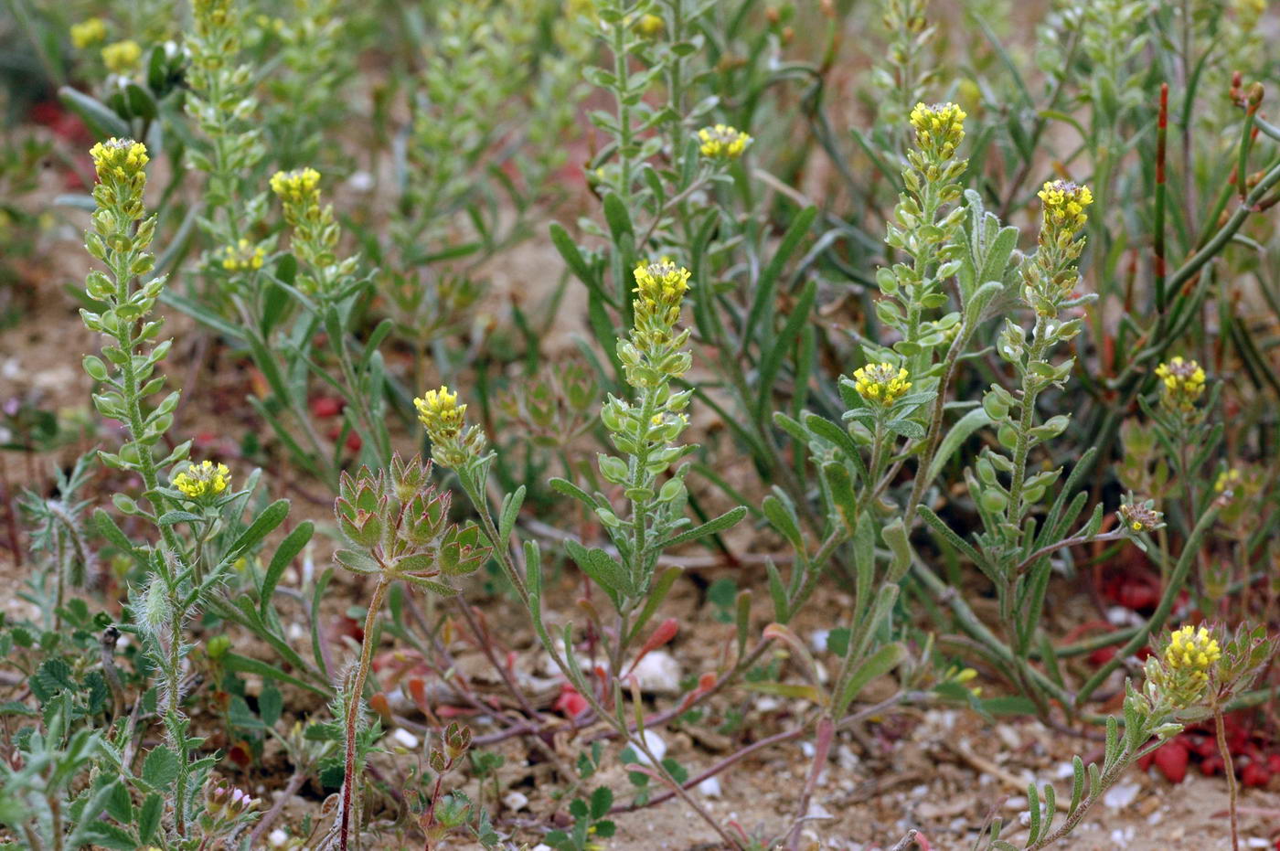 Изображение особи Alyssum turkestanicum var. desertorum.