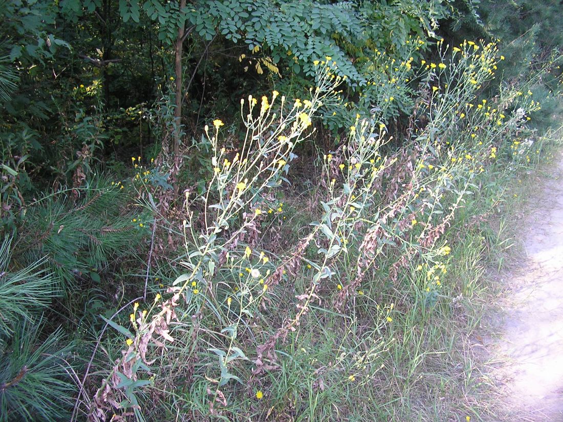 Image of Hieracium pervagum specimen.