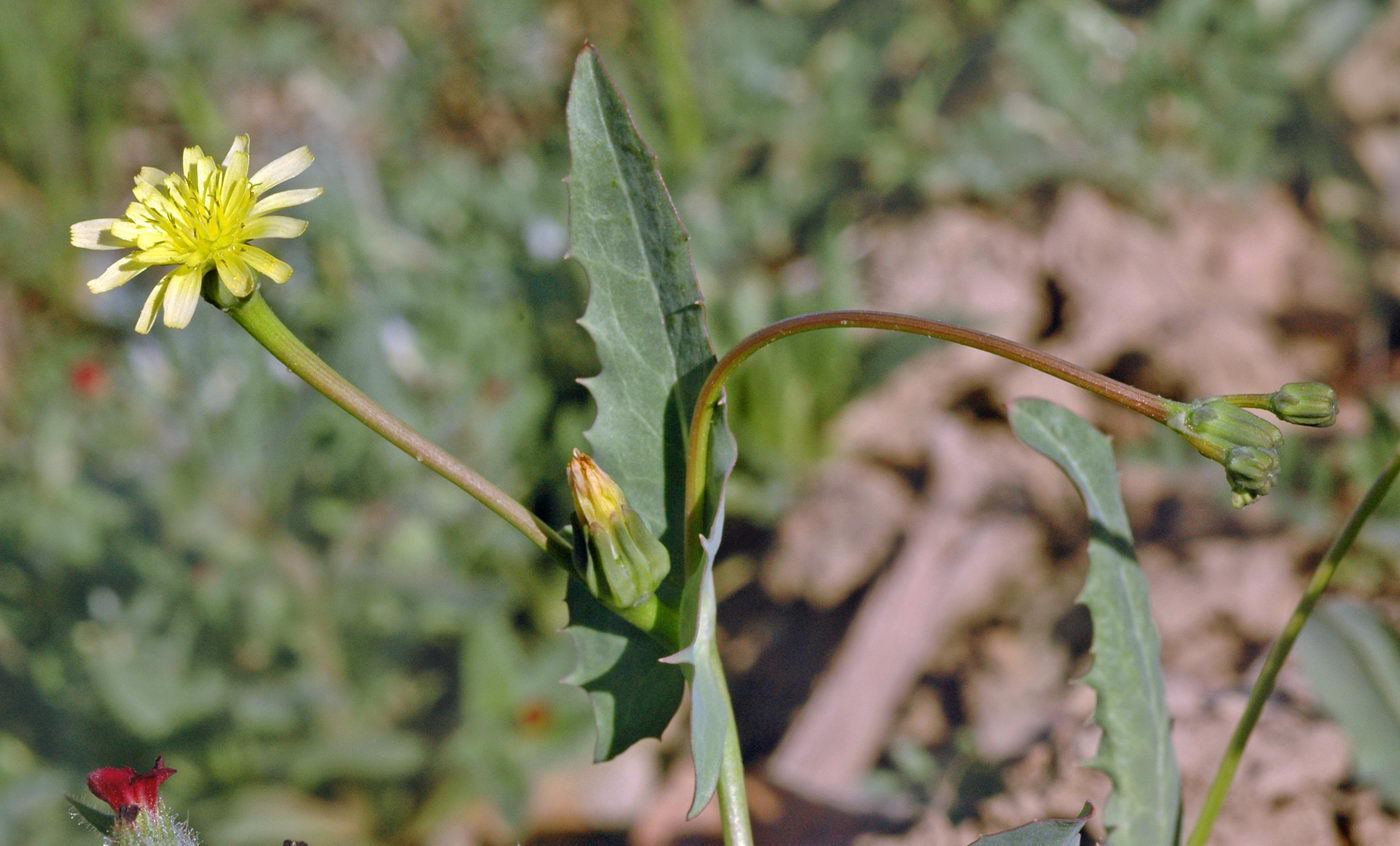 Image of Heteracia szovitsii specimen.