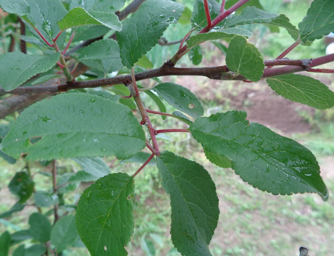 Image of Prunus domestica specimen.