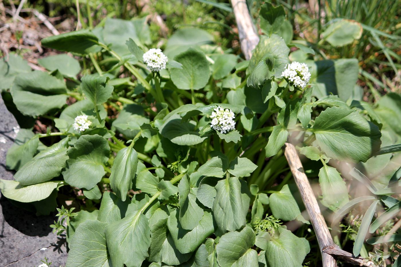 Изображение особи Valeriana ficariifolia.