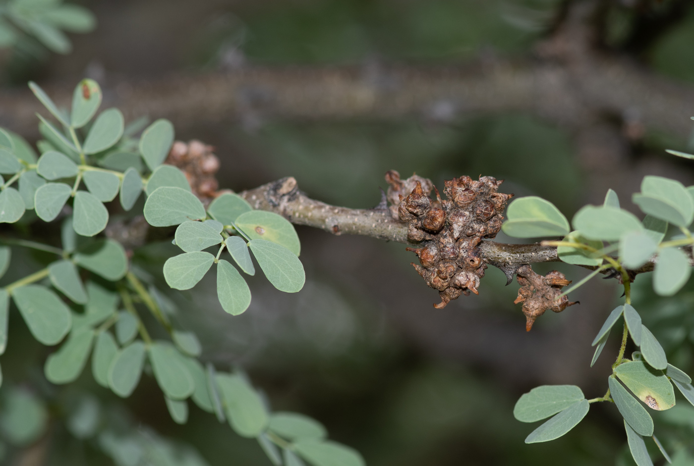 Изображение особи Senegalia mellifera.