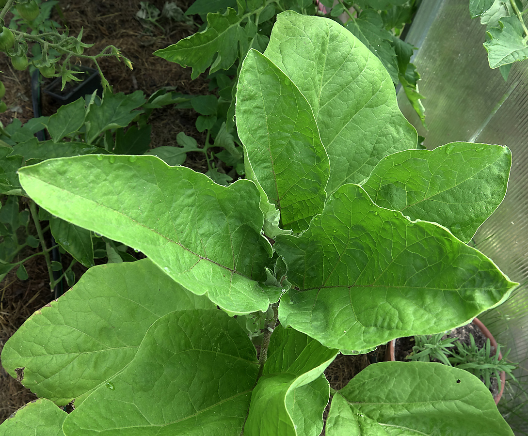 Image of Solanum melongena specimen.