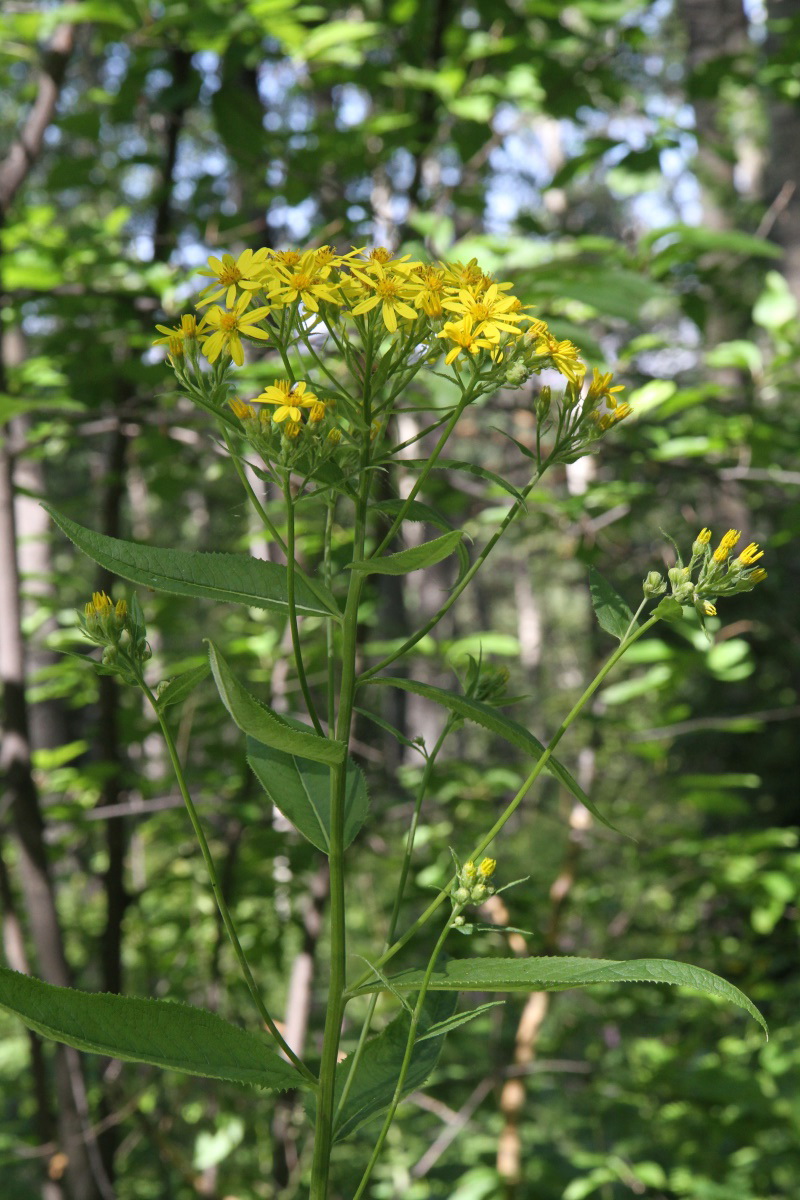 Изображение особи Senecio nemorensis.