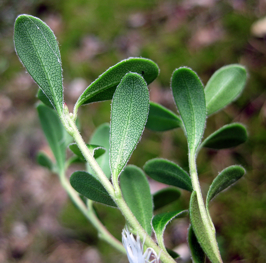 Image of Arctostaphylos uva-ursi specimen.