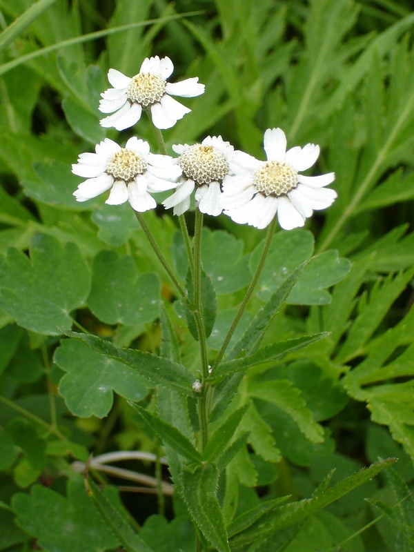 Image of Achillea ptarmica ssp. macrocephala specimen.