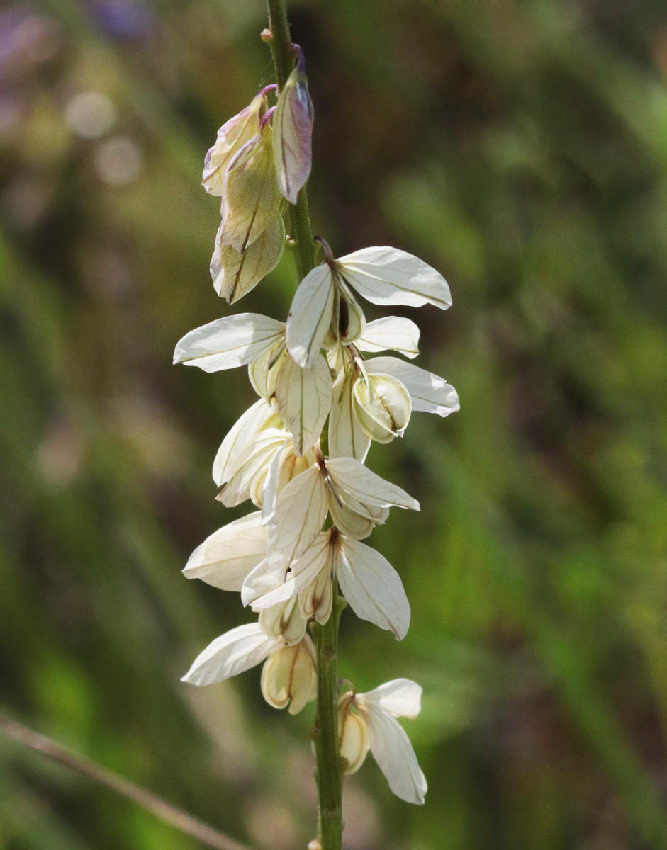 Image of Polygala cretacea specimen.