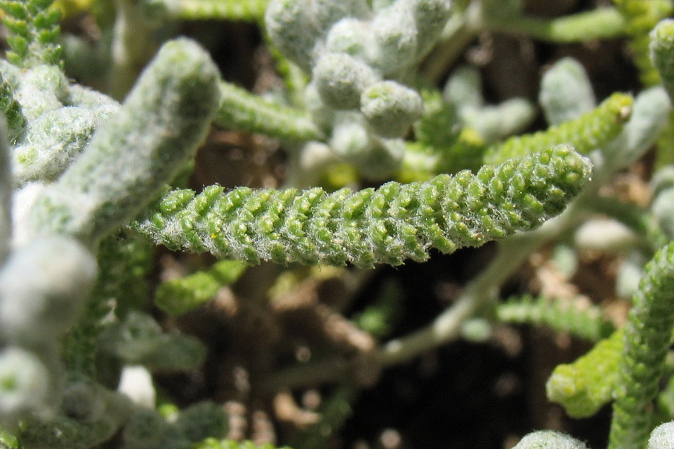 Image of Achillea cretica specimen.