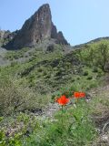 Tulipa affinis