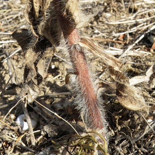 Image of Hieracium robustum specimen.