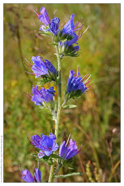 Image of Echium vulgare specimen.