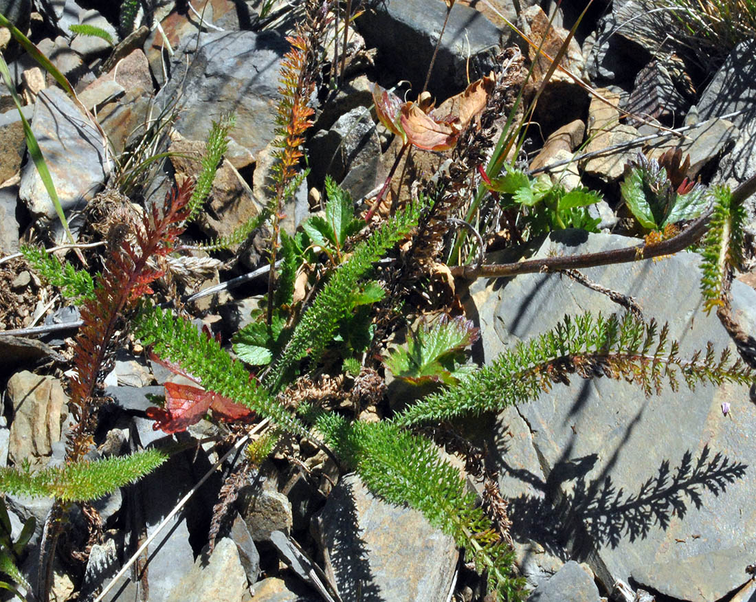 Image of genus Achillea specimen.