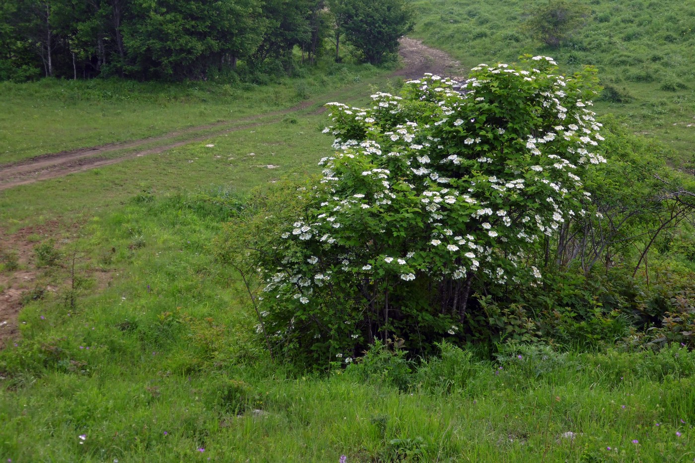 Image of Viburnum opulus specimen.