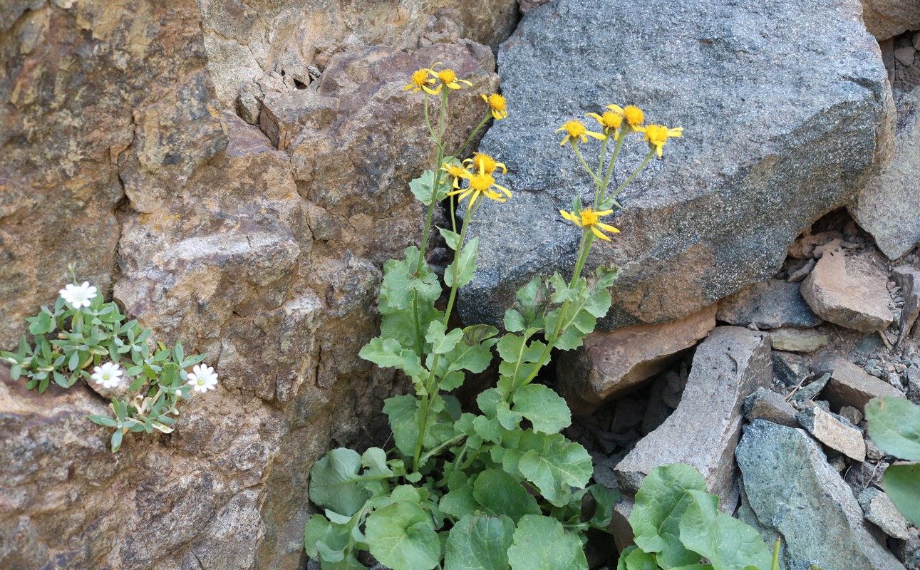 Image of Senecio taraxacifolius specimen.