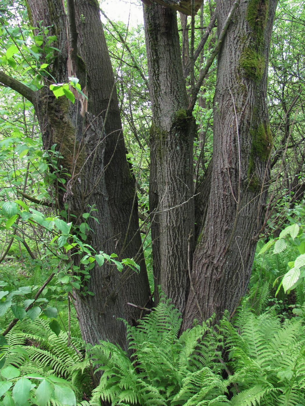 Изображение особи Salix caprea.