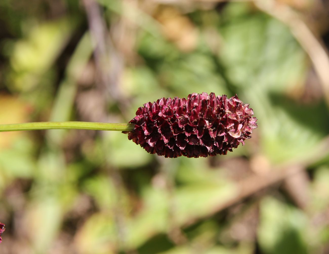 Изображение особи Sanguisorba officinalis.