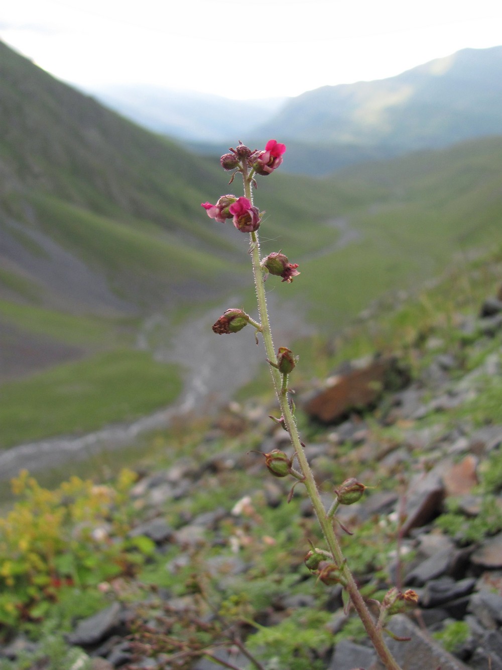 Image of Scrophularia olympica specimen.