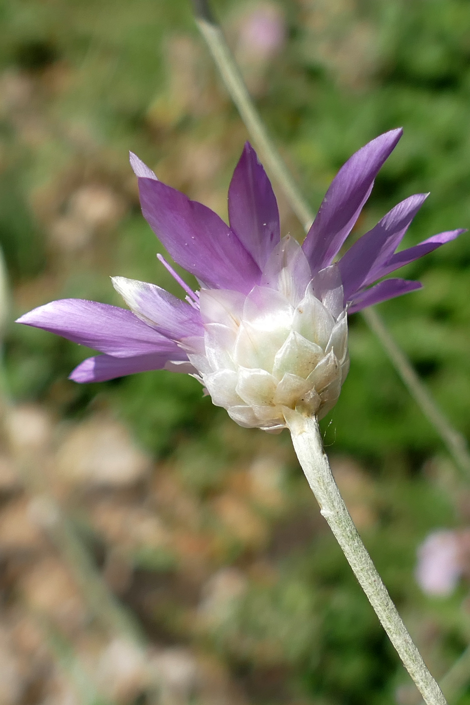 Изображение особи Xeranthemum annuum.